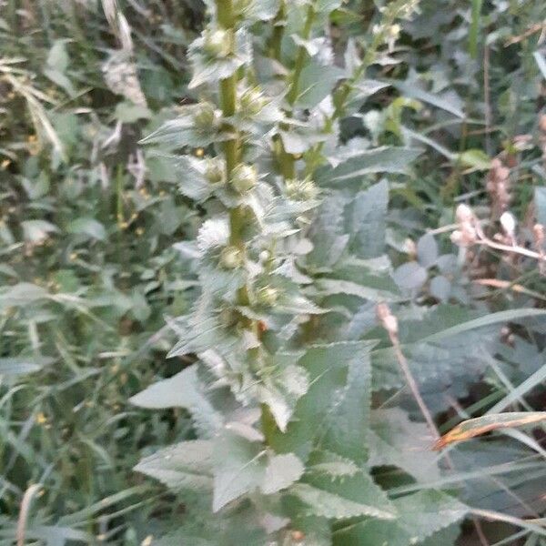 Verbascum virgatum Folha