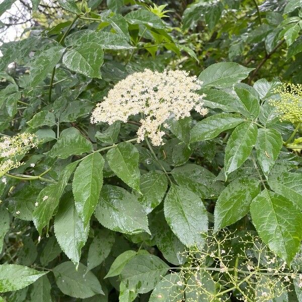 Sambucus canadensis Fruit