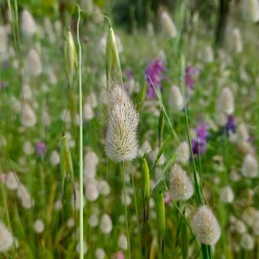 Lagurus ovatus Flower