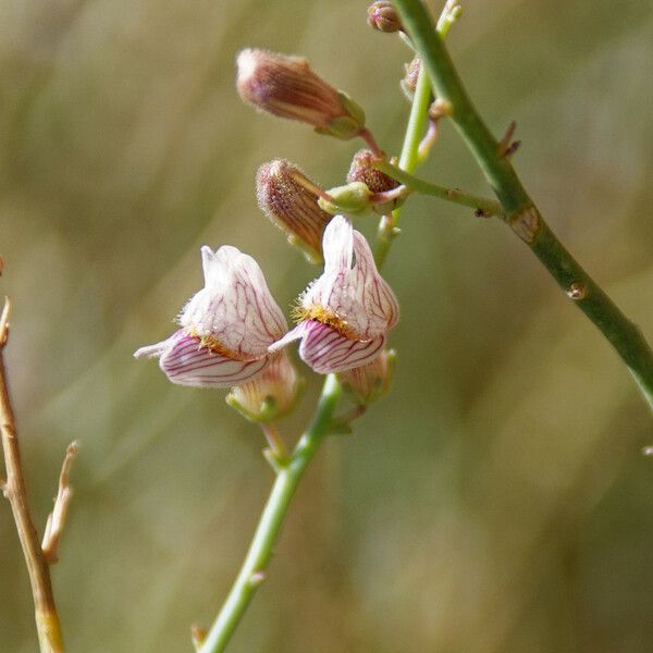 Acanthorrhinum ramosissimum Kvet