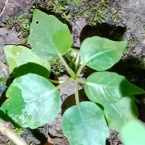 Circaea alpina Blatt