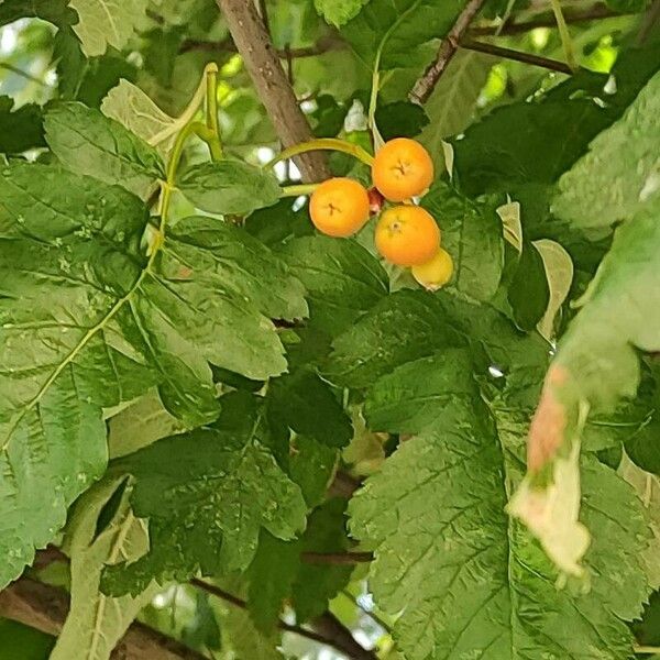 Hedlundia thuringiaca Fruit