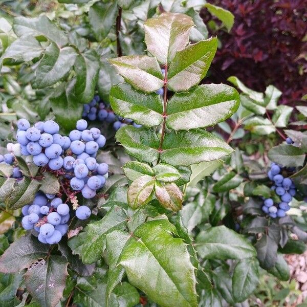 Berberis aquifolium 叶