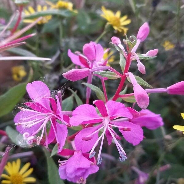 Epilobium angustifolium Květ