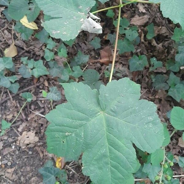 Acer pseudoplatanus पत्ता