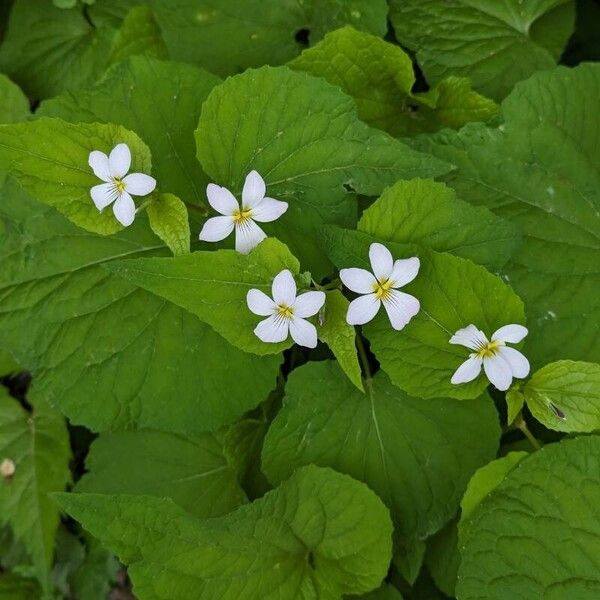 Viola canadensis Fiore