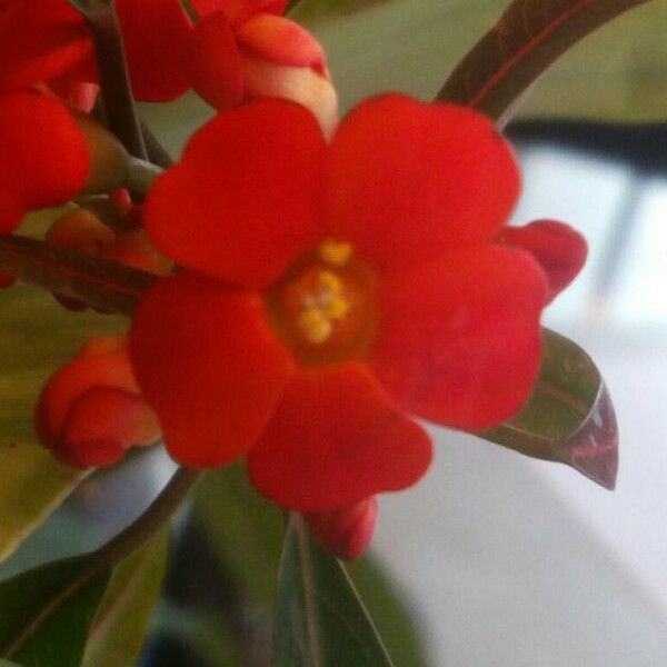 Euphorbia fulgens (Scarlet-plume)