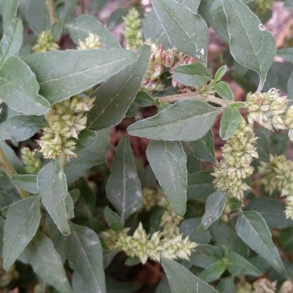 Amaranthus deflexus Leaf