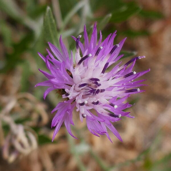 Centaurea aspera Floare