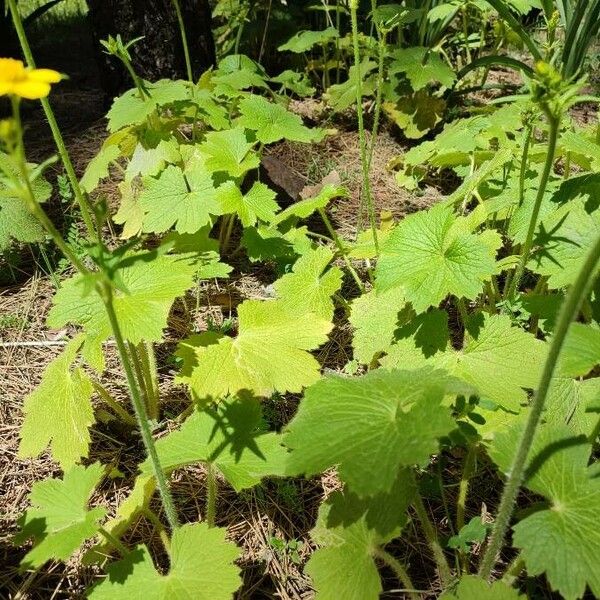 Ranunculus cortusifolius Lapas