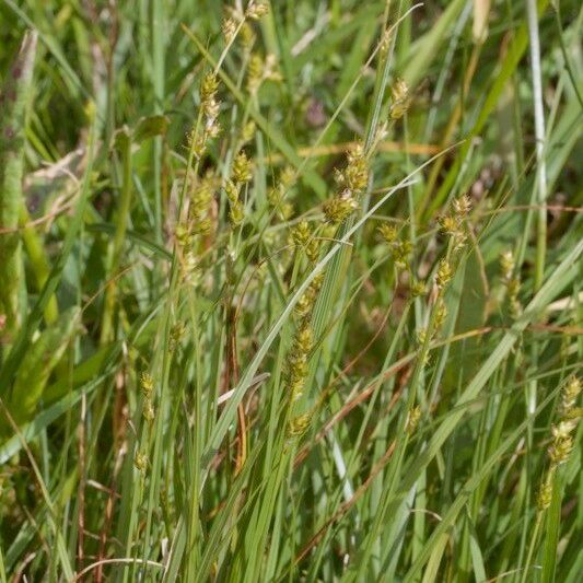 Carex brunnescens Celota