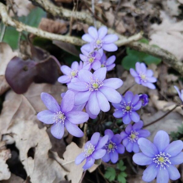 Hepatica nobilis Цветок