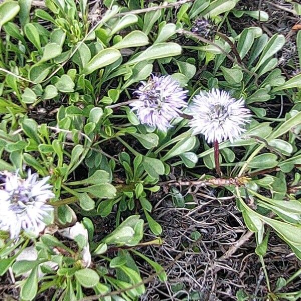 Globularia cordifolia Λουλούδι