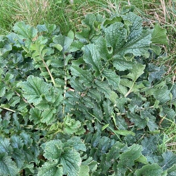 Brassica tournefortii Leaf