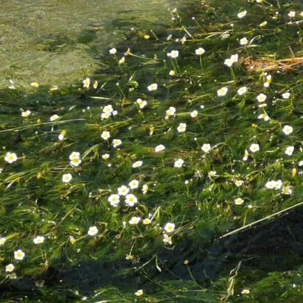 Ranunculus fluitans Floare