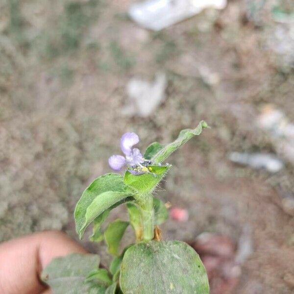 Commelina benghalensis Cvet