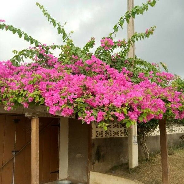 Bougainvillea spectabilis Hábito