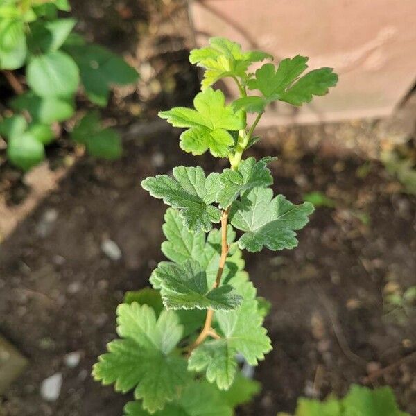 Ribes divaricatum Plante entière