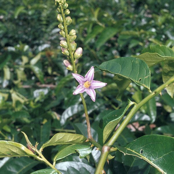 Solanum coriaceum Flower