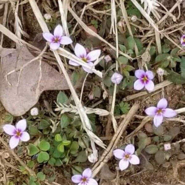 Houstonia pusilla Flower