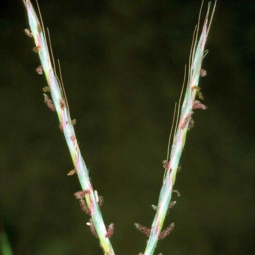 Andropogon distachyos Hedelmä