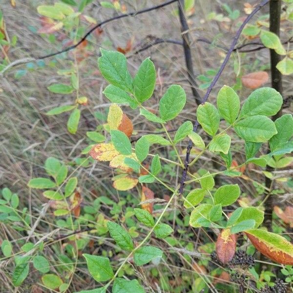 Fraxinus latifolia List