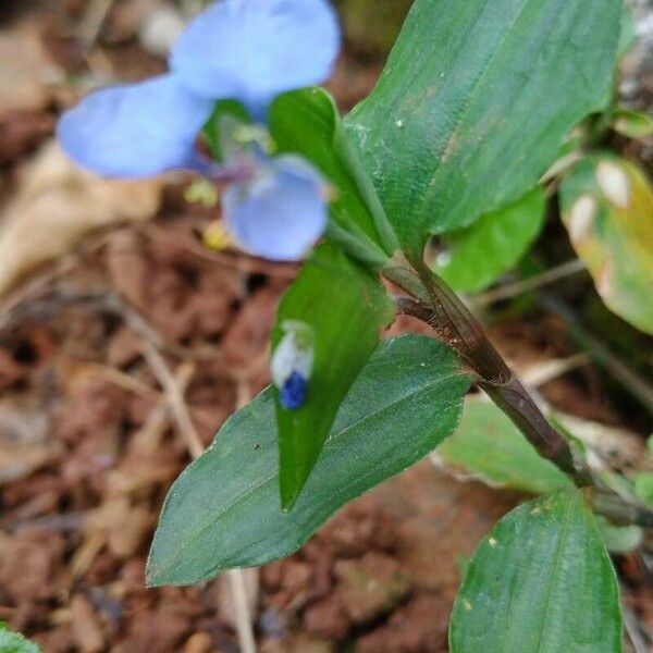 Commelina diffusa Цвят