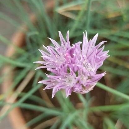 Allium schoenoprasum 花