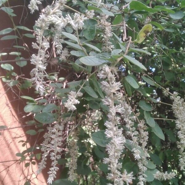 Sericocomopsis hildebrandtii Blomma