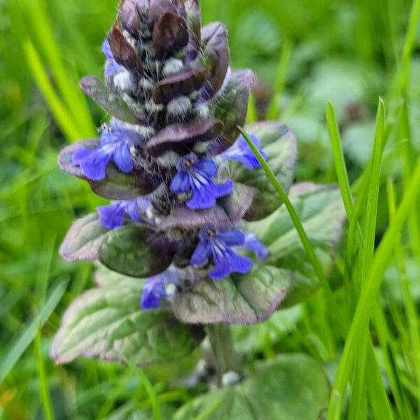 Ajuga reptans Λουλούδι