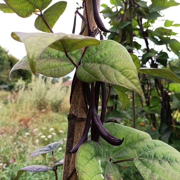 Phaseolus vulgaris Fruit