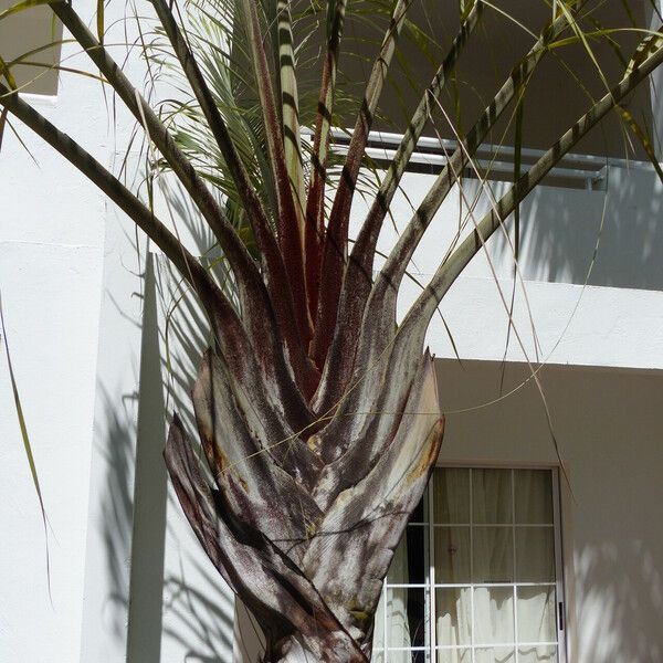 Dypsis decaryi برگ