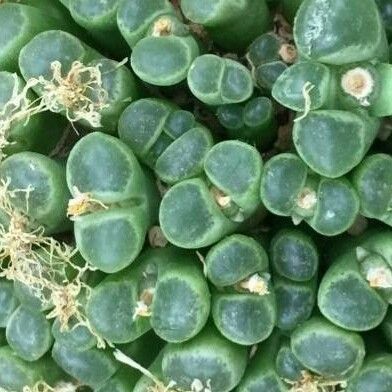 Conophytum limpidum Leaf