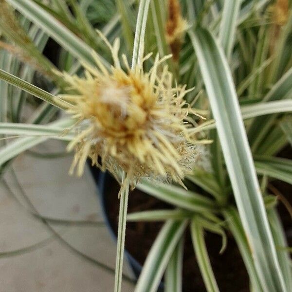 Carex morrowii Kukka