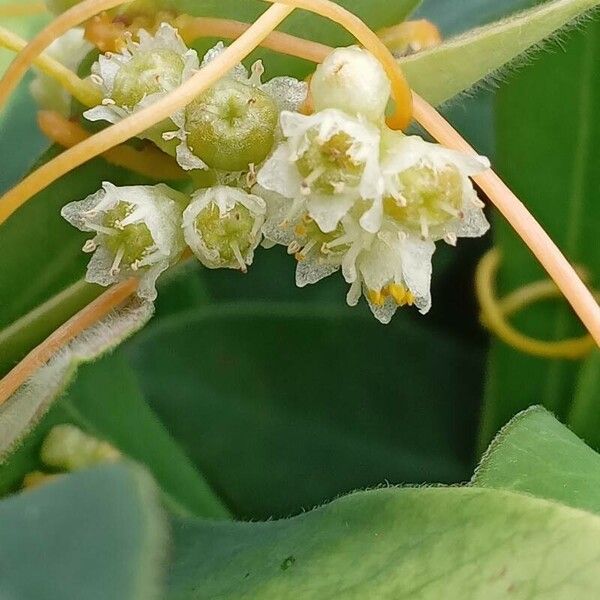 Cuscuta campestris Kwiat