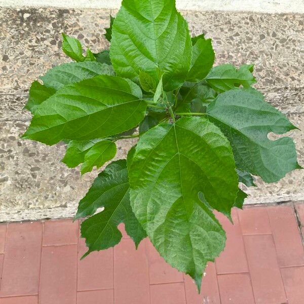 Ficus exasperata Leaf