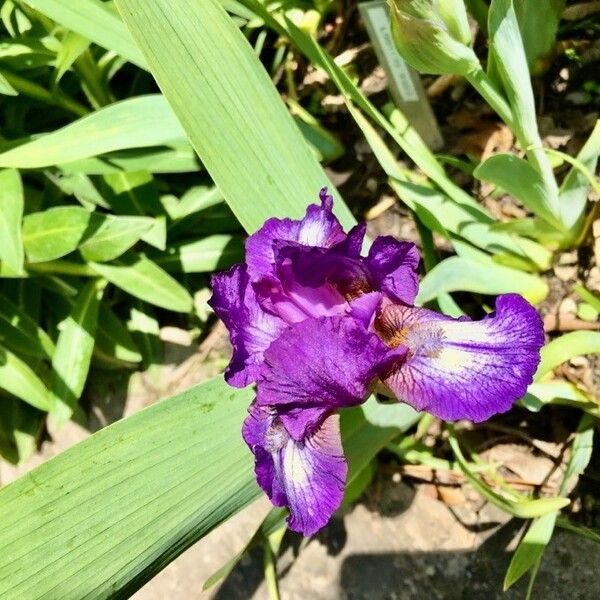 Iris × germanica പുഷ്പം