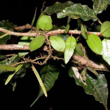 Microgramma reptans