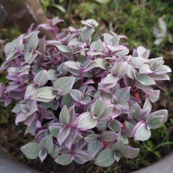 Callisia repens Blad