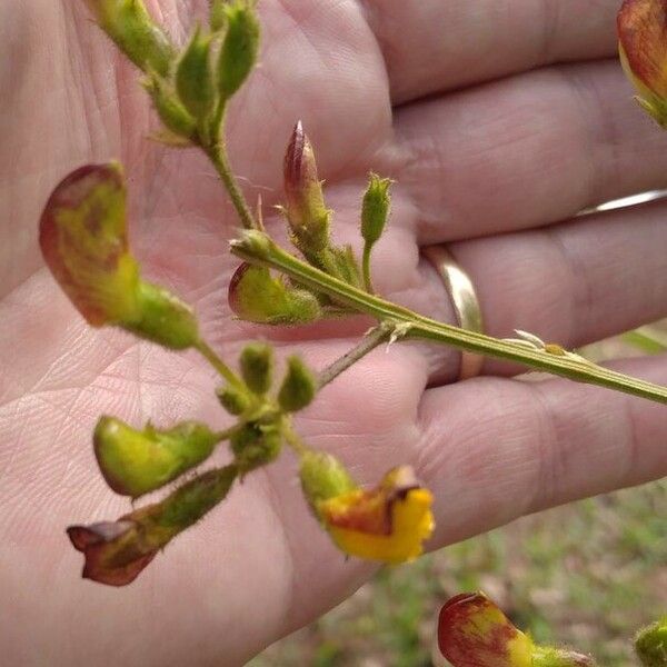 Cajanus cajan Flower