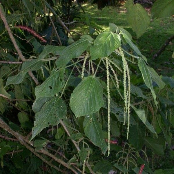 Acalypha macrostachya Habit