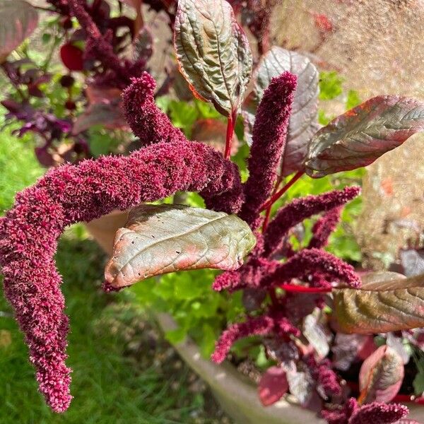 Amaranthus hypochondriacus Kukka