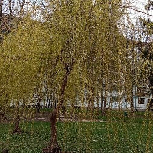 Salix babylonica Plante entière