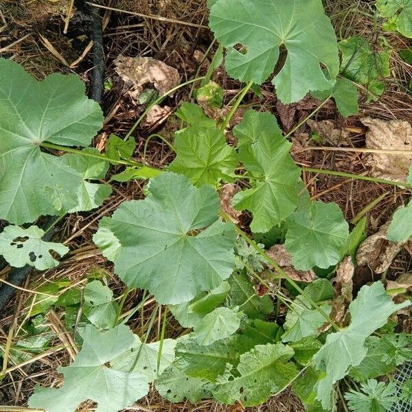 Malva parviflora Yaprak