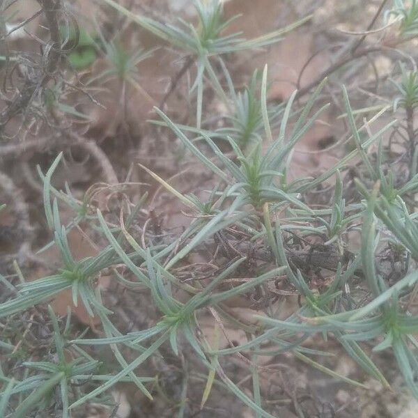 Plantago sempervirens Folla