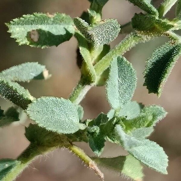 Ononis spinosa Leaf