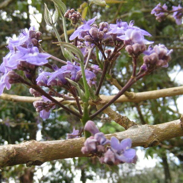 Vitex stahelii Kora