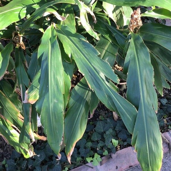 Hedychium flavescens Leaf