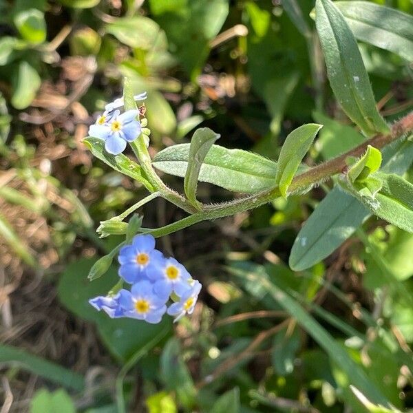 Myosotis scorpioides Blodyn