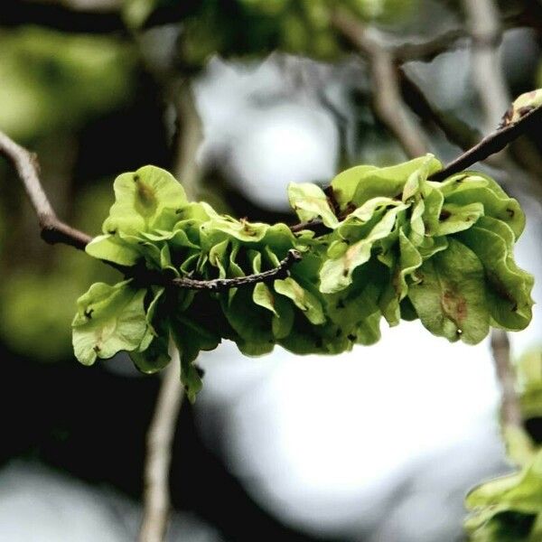 Ulmus glabra Fruit